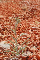Cirsium arizonicum bipinnatum