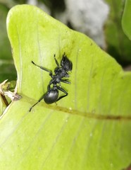Cephalotes atratus