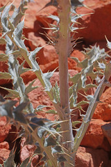 Cirsium arizonicum bipinnatum
