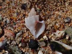 Trigonaphera vinnulum