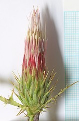 Cirsium arizonicum bipinnatum