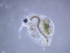 Bosmina longirostris