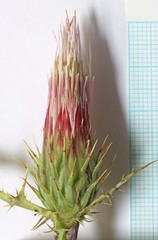 Cirsium arizonicum bipinnatum