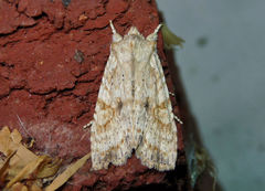 Lithophane bethunei