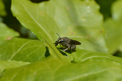Xylocopa artifex