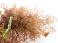 Ceramium ciliatum