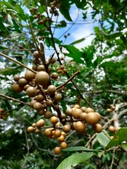 Guarea kunthiana