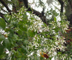 Baccharis halimifolia image