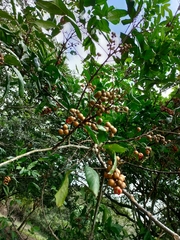 Guarea kunthiana
