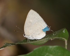 Strephonota tephraeus