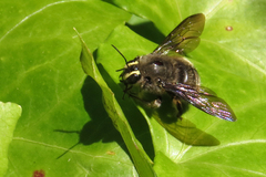 Xylocopa artifex