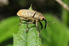 Acrotomopus microspilotus