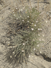 Adenophyllum cooperi