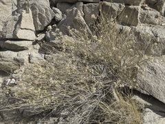 Baccharis brachyphylla