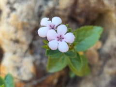 Teedia