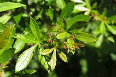 Cissus palmata