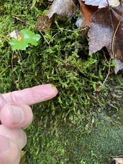 Rhynchostegium serrulatum