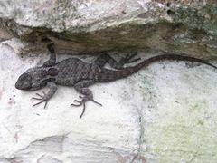 Sceloporus torquatus binocularis