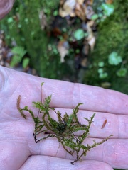 Rhynchostegium serrulatum