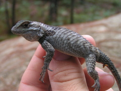 Sceloporus torquatus binocularis