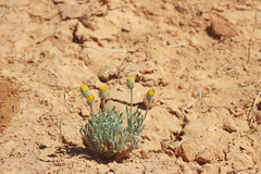 Erigeron concinnus condensatus