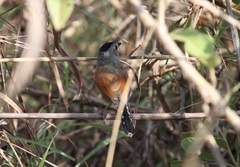 Thamnophilus torquatus