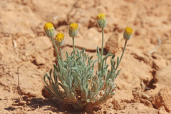 Erigeron concinnus condensatus