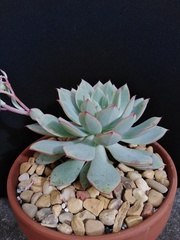 Echeveria derenbergii