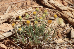 Erigeron concinnus condensatus