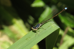 Argentagrion ambiguum
