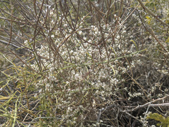 Eriogonum plumatella