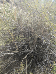 Eriogonum plumatella