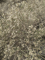 Baccharis brachyphylla