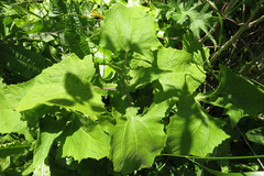 Smallanthus connatus