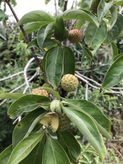 Cornus kousa