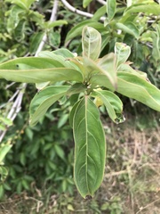 Cornus kousa