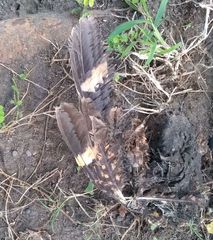 Nyctidromus albicollis