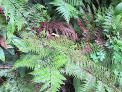 Leptolepia novae-zelandiae