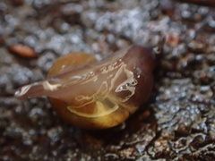 Vitrina pellucida