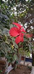 Hibiscus