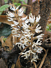 Pachysandra procumbens