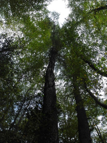 Virginia pine (Pinus virginiana)