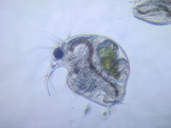 Bosmina longirostris