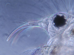 Bosmina longirostris