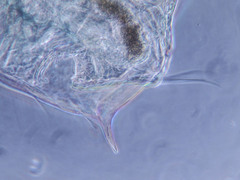 Bosmina longirostris