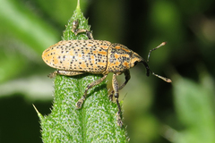 Acrotomopus microspilotus