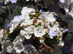 Brunfelsia australis