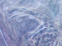 Bosmina longirostris