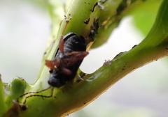 Lysathia ludoviciana