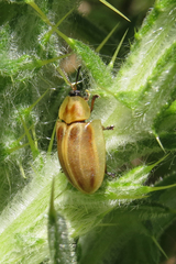 Anacassis fuscata